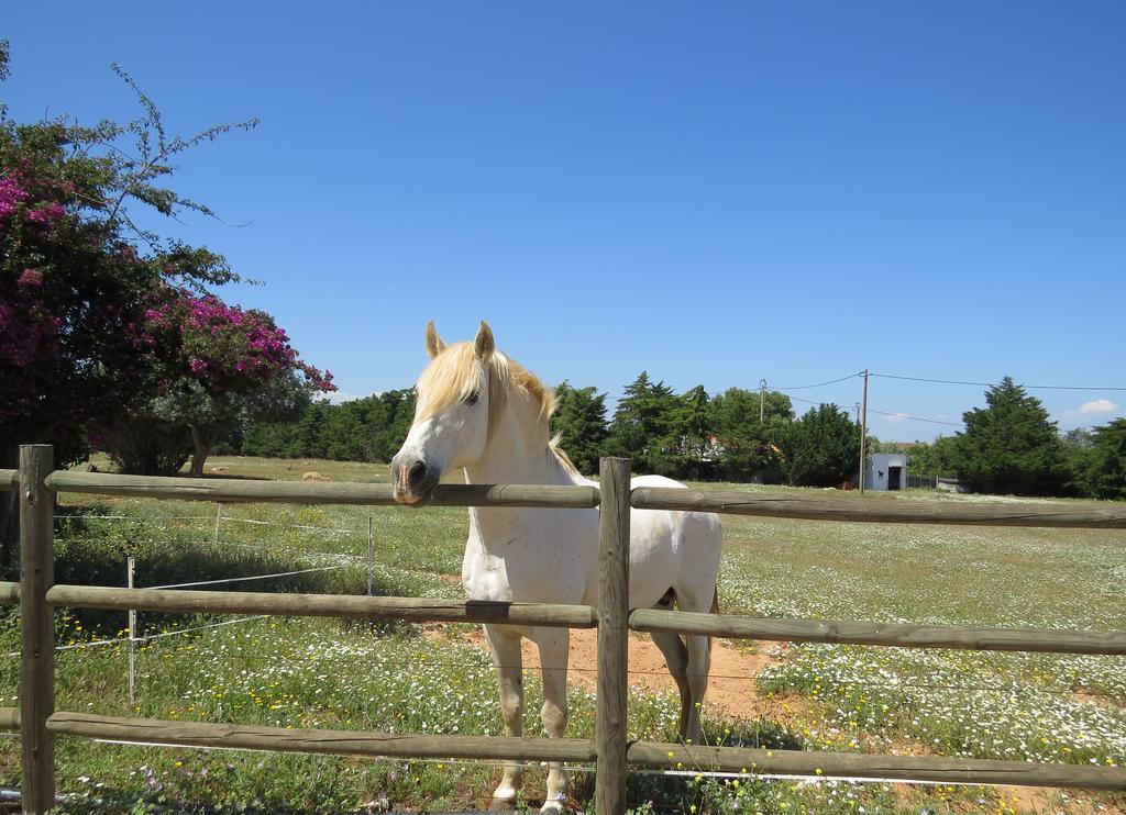 Quinta Dos Cavalos Hotel Silves Zewnętrze zdjęcie